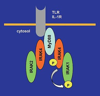 TLR and IL-1R Signaling in the Myddosome