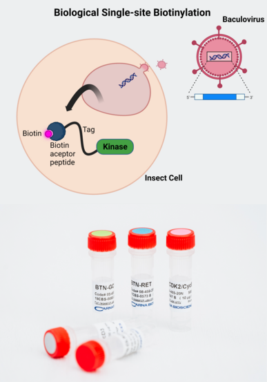 Biological Single Site Biotinylation of Kinase and BTN-Kinases in 1ml Vial