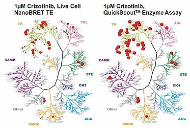 occupancy vs inhibition of 1 μM crizotinib in NanoBRET versus cell-free