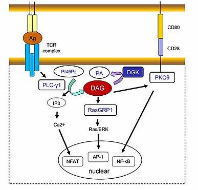 Fig.1 DAG- and Ca2+ -regulated transcription programs mediate T cell activation
