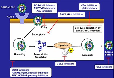 Kinase inhibitors as potential anti-viral agents against SARS-CoV-2