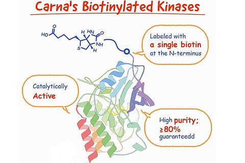 Biotinylated Kinases