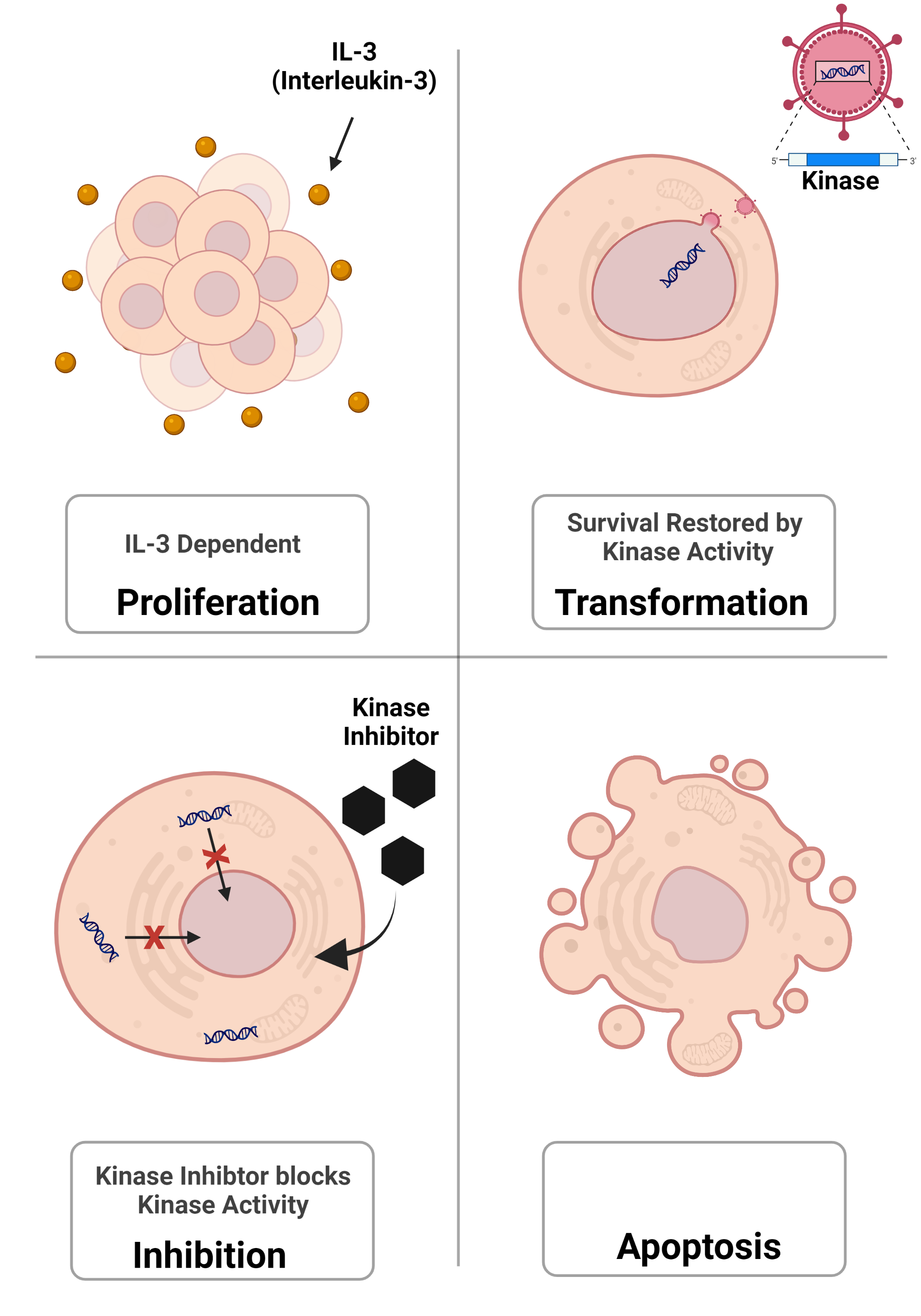 Schematic overview of  Tyrosine Kinase Cell-Based Assays (BA/F3 cells) IC50 Determination / %Inhibition Study