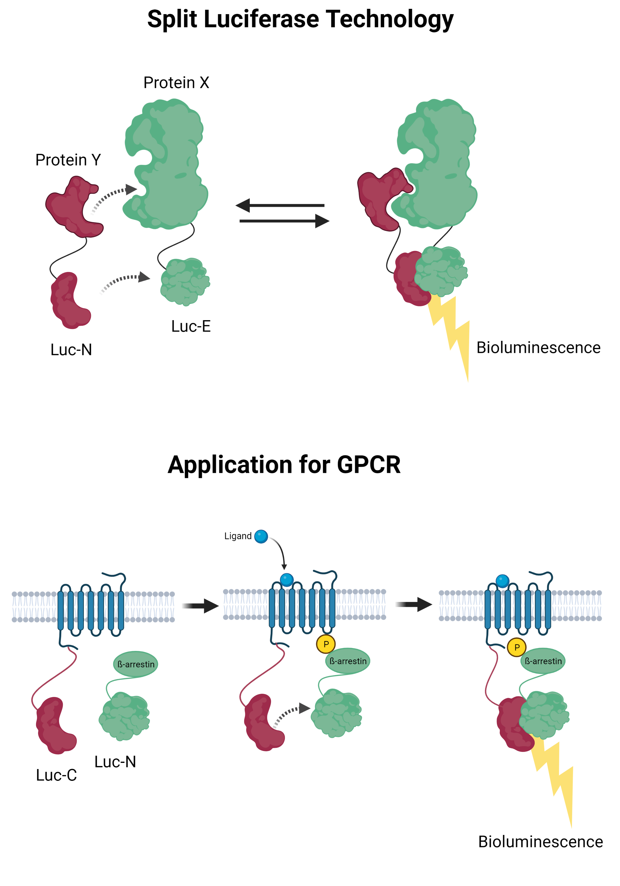 Schematic overview of function and use of split luciferase technology